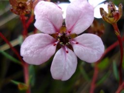 Adenandra marginata subsp. marginata flowers
